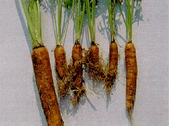 Dépérissement pythien ou nématodes ?