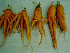 Dépérissement pythien ou nématodes ?