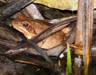 grenouille agile 27022015