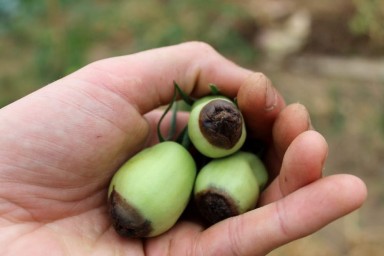 Nécrose apicale