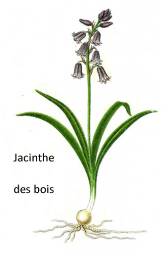 jacinthe