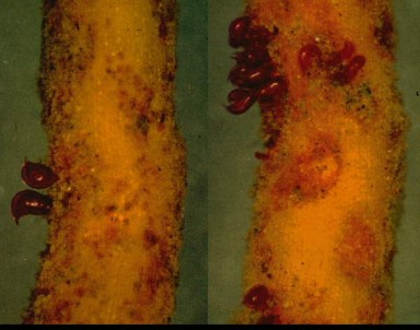 nématodes femelles adultes tylenchulus
