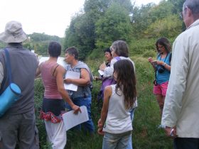 Découverte reine des prés