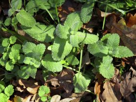 menthe-01