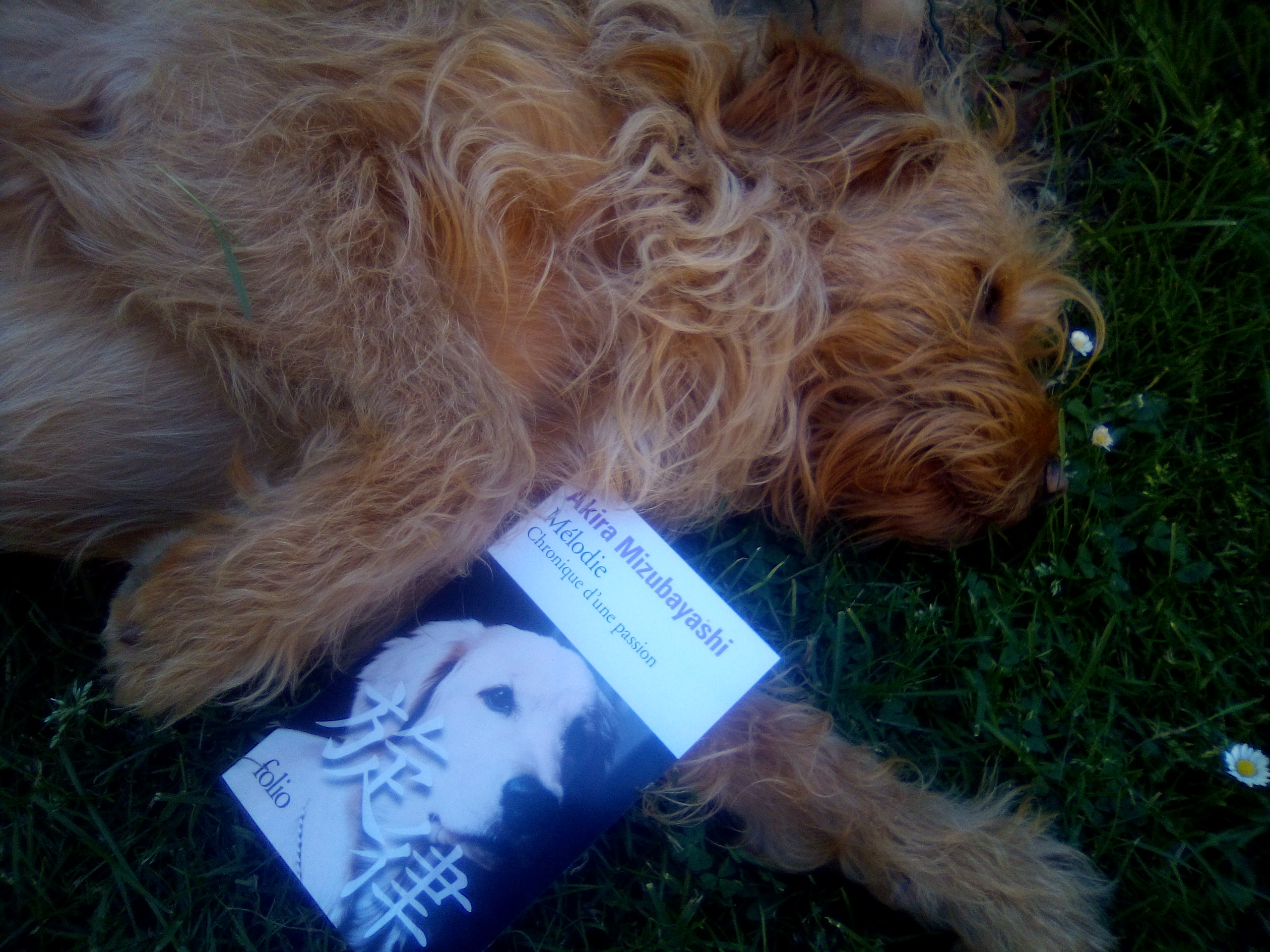 dernier jour campagne ulule librairie de Gourdon