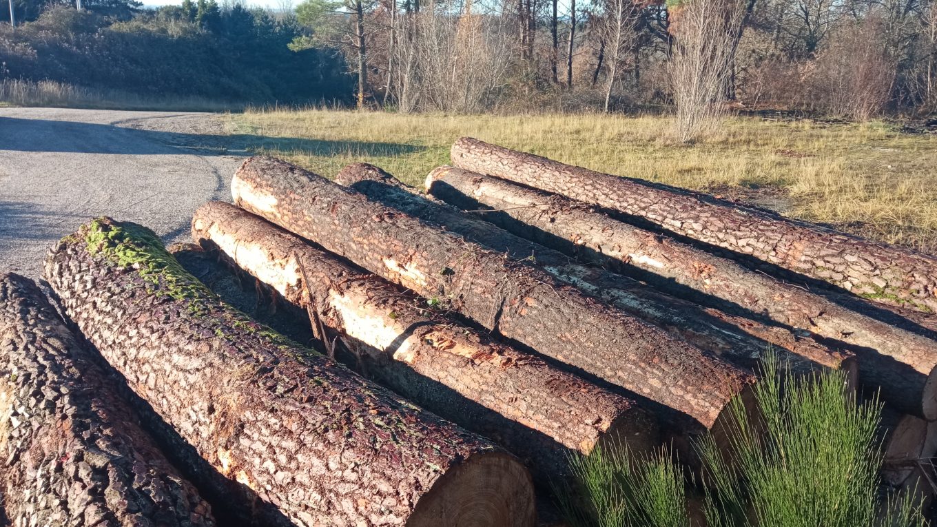 Grumes de pins maritime